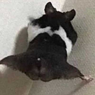 BrandonBTWW's profile picture. Funny,Gamer,memes,SMS,Cali,in LaZe clan