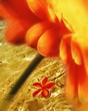 OmYogeshwr's profile picture. Love and Let Love.