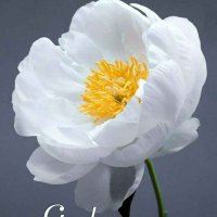 Anindita Sarkar (@anindit95554608) 's Twitter Profile