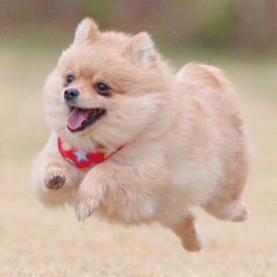 ひだちや(ᐡ⸝⸝› ·̫ ‹⸝⸝ᐡ)