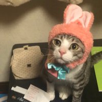 GUTTI (@gutti_loop) 's Twitter Profile