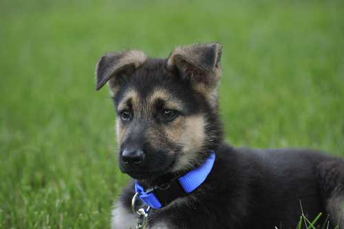 amandomendoza's profile picture. 