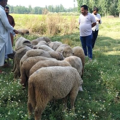 Bandipora is ideally suited for sheep farming.