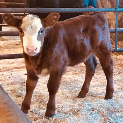 Passionate small scale cow-calf herd owner where the Angus breed thrives!