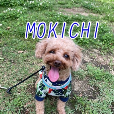 僕の名前は最吉(mokichi)🐩今、5歳🐶体重3.1キロ😚僕より 小さいワンコ🐶と可愛いって言ってくれる人👩が好き💕蒸したササミと人参が大好き💕 僕の日常や好きなこと、旅行での思い出をつぶやくよー‼︎ わんこみんなが楽しめるスポットの写真もたくさんUPするよー🐶ブログも始めたんだワン♪