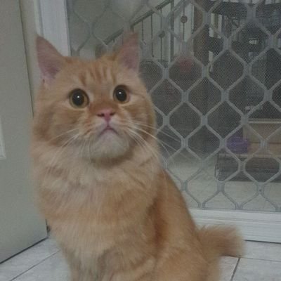 oklasekar's profile picture. This is hacked account