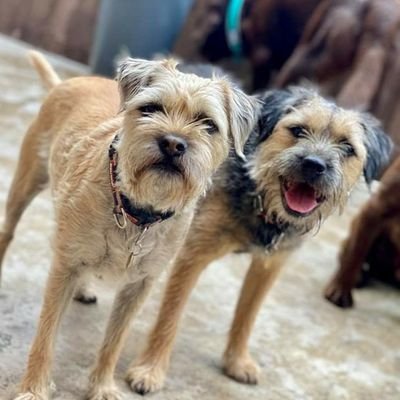 I'm Bella, the gorgeous blonde one. The fat black one is Bruno, my annoying little brother. We are both fine Border Terriers.