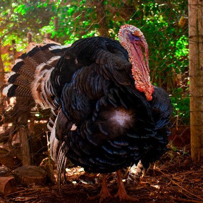 PLuciozero's profile picture. Gluglu glugluglu glugluuu gluglululu glu!