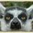 lelemur's profile image
