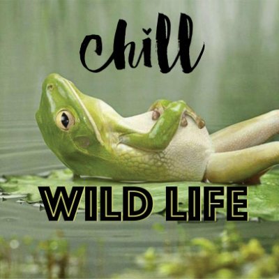 chill_wildlife Profile Picture