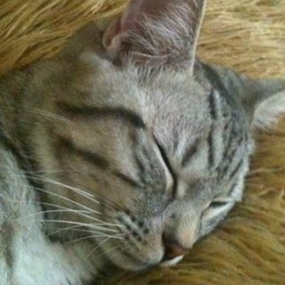 angelaalkhatab's profile picture. 