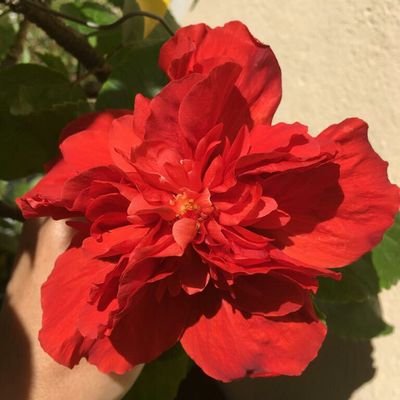 rosanacelo's profile picture. 