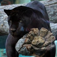 Orejaz (@orejaz3) 's Twitter Profile