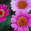 Caroline Donovan - @caribari - Twitter