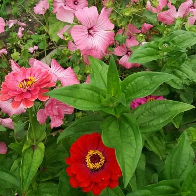 ConcepcinRolln1's profile picture. 