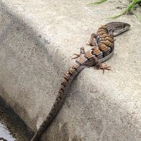 D (@derifkin) 's Twitter Profile