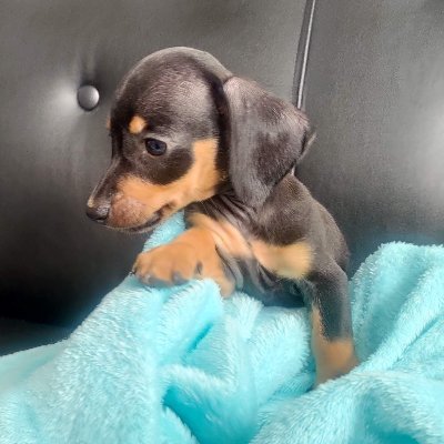 oreo_hotdog's profile picture. Hi! Im Oreo!  Im just a Little Dachshund Puppy trying to make it through the day :) by sleeping