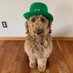 Life Of A GoldenDoodle (@OfGoldendoodle) Twitter profile photo