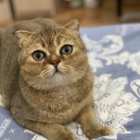 Tadayoshi Yuzu (@tadayoshiyuzu) 's Twitter Profile