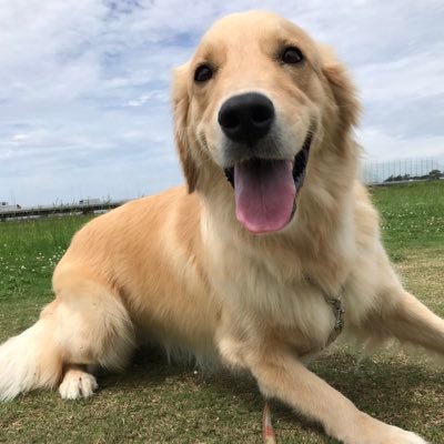 めいちゃんの物語 芸能人の方の飛行犬も見せてもらい その中に 犬が飛ばんから本人に飛んでもらったんです笑 と 宮迫さんの写真もありました さすがに大笑いですwww