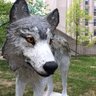 re_sieber's profile picture. Prof, Geoweb, #opendata, #GIScience, civic participation, citizen science, #bigdata, algorithms, https://t.co/KYmUHu0jr8; host AI Canadian COP, president @maut_apbm
