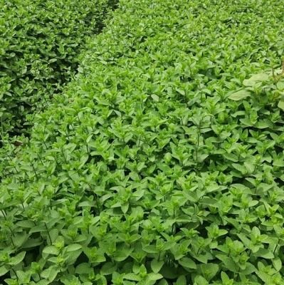 AvfKn4LvE1rNno2's profile picture. انتاج البذور