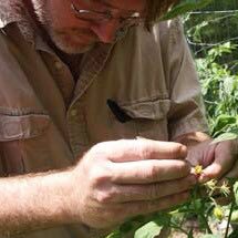 Horticulturist. Creating new tomato varieties based on flavor & unique qualities.