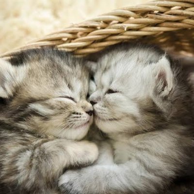 Miaw :3 
Página dedicada a amantes de los gatitos