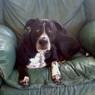 paulajsha's profile picture. Quilter, knitter,cook, gardener. Loves dogs, books, & all things creative!