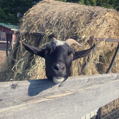 liz_ko_ca's profile picture. トロント→郊外🏠 | 絶賛育児中| ワーママ |趣味:比較検討📝 | 今年こそ痩せる💪🏻