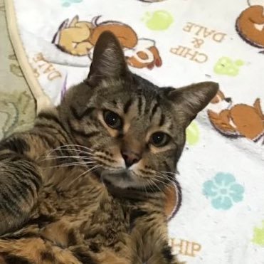 ねこぷに 昔贈答用のハムの紐をゴミ箱からあさって食べてしまい約80センチ おしりからうん とともに紐がでてきてそれをとびちらしながら部屋中かけまわり大騒ぎに 最初脱腸かと思いました ねこぷに 昔贈答用のハムの紐をゴミ箱からあさって食べてしまい約80センチ おしりからうん とともに紐がでてきてそれをとびちらしながら部屋中かけまわり大騒ぎに 最初脱腸かと思いました