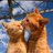 Som_Orpan's profile image