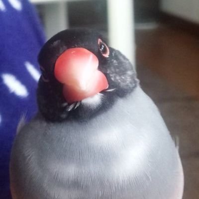 bunchocho_bfksu's profile picture. ﾌﾞﾝﾁｮｳ in ﾜﾝﾀﾞﾗﾝ
人間1号です。