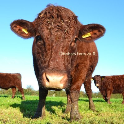 Breeder of the 'Dittisham' herd of Red Ruby Devon Cattle.
Showing at Summer (County and one-day shows) and Winter Fatstock shows in the South Hams.