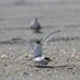 Jacobo (@littybirder) Twitter profile photo Jacobo (@littybirder) Twitter profile photo
