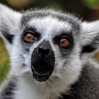 CogentApe (@apecogent) 's Twitter Profile