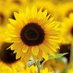 Sunflowermum 🇦🇺🌏🇺🇦 (@MorganFrawley) Twitter profile photo