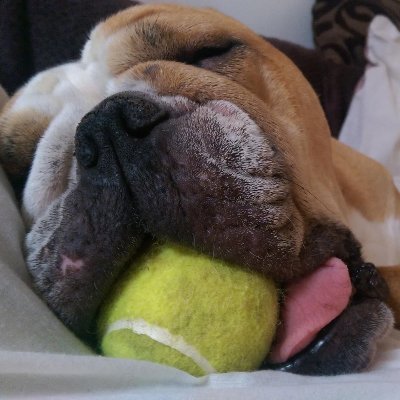 English Bulldog lover.
Play cricket and amateur boxer when not fighting the markets. But my main love is Mila my 4 year old Eng bulldog