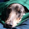 ChatrickClark's profile picture. Keep it weird my friends. ❤️ F1 & dogs. ❤️ #TheU. #MyRules: 1) Keep ur hands to yourself. 2) Don't lie. 3) Keep ur nose out of people's biz. 4) Be respectful.