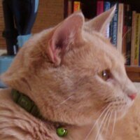 (((Jesse Farrell))) (@_jfarrell) 's Twitter Profile