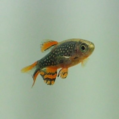 aqua_shinystar's profile picture. アクアリウム/水草/爬虫類