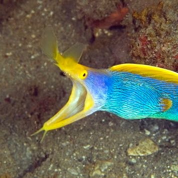 Just an eel fan, living his best life. @ me with your eel stories! 🎀 He/Him