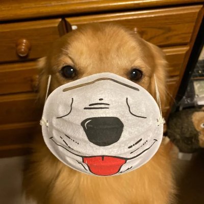 oyamasikaiin1's profile picture. デッカいゴールデンレトリバー飼ってる歯科医師です。仕事以外のつぶやきが中心です。