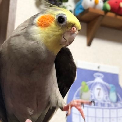 オカメインコ、セキセイインコと暮らし、可愛いインコを愛する毎日です。Twitterは見る専門になると思いますが、みなさんの可愛い家族に癒されたいがためフォローさせていただきます。🙇‍♂️