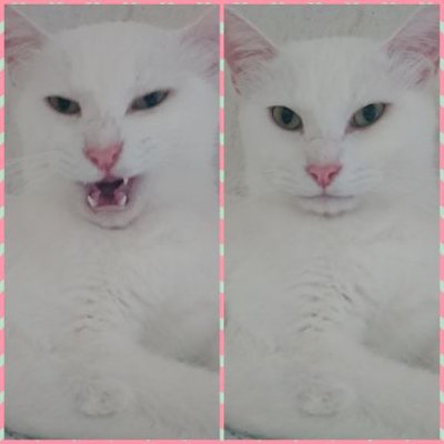 ななっち Nanamametan Twitter ななっち Nanamametan Twitter