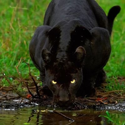 Bulent_Kargin's profile picture. Bu dünya hepimize fazla geliyor. Genel bir temizlik lazım.😊