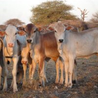 Center for Research and Development in Drylands (@crdd_kenya) 's Twitter Profile