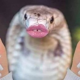 allyquefala's profile picture. 