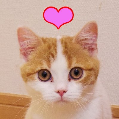 ねこ大好きです♡。我が家に猫が住んでます。立ち耳のスコティッシュフォールドと雑種。𝐗を全力で修行中です♡(=^ω^= )～*♬♬。