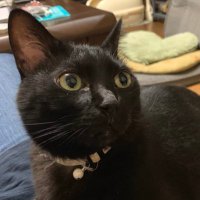 さき (@p3_xia) 's Twitter Profile